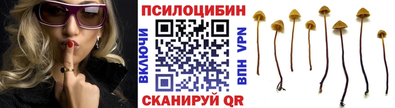 Галлюциногенные грибы Psilocybe Тверь